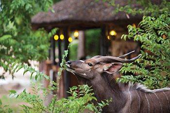 Motswari Private Game Reserve - Timbavati Klaserie Private Nature Reserve Zewnętrze zdjęcie